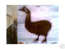 WEB i spider original  german pressing  LP  M-