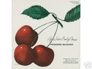 Howard McGhee on Bethlehem