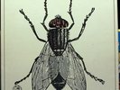 LA MOSCA The Fly orig '70 spanish Movieplay prog psych