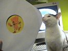 ACID CHEESE 3   Spiral tribe , LISTEN  very Rare