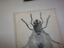 La Mosca- Ultra rare Spain psych progressive dancer 45