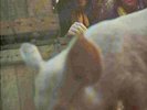  UK FOLK ROCK PSYCH LP FICKLE PICKLE