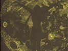 COLD SUN dark shadows Rockadelic LP rare TEST PRESS nm