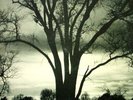 WILLIAM PARKER     ORIG US 1979  NM