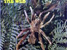 RARE-THE WEB THERAPHOSA BLONDI(DERAM)