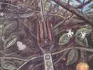 DRAGONFLY  orig 1970 heavy garage psych fuzz Megaphone