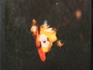 NILSSON Ultra RARE Pandemonium PROMO BOX LP