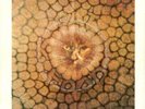 KING CRIMSON : Cat food /Groon