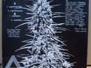 KILLER EARLY 90S JAH SHAKA ROOTS STEPPA 12