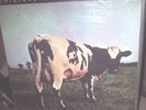 Pink Floyd Atom Heart Mother NEW still sealed MFSL