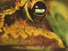 TOAD - SAME (RCA UK 1972 ORIG SUPERB PROGRESSIVE LP