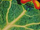 CATAPILLA - CHANGES - VERTIGO UK ORIGINAL LP