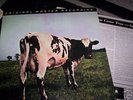 PINK FLOYD : ATOM HEART MOTHER MFSL 1-202 LP