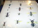 SYD BARRETT   BARRETT   1ST ISSUE UK LP PINK FLOYD