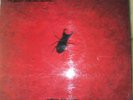 OTIS SPANN w.FLEETWOOD MAC on BLUE HORIZON 63217 stereo