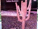 INDIAN SUMMER RCA Neon ORIGINAL 1971 UK Pressing RARE