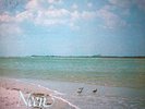 NEEN In My Own Little World PRIVATE BOSSA SCAT LP hear