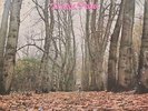 TWINK - THINK PINK/POLYDOR UK '70 ORIG + INSERT MEGA