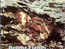 DUSTER BENNETT BRIGHT LIGHTS UK LP BLUE HORIZON 7-63221