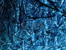 GAS Nah Und Fern LP New SEALED OOP Wolfgang Voigt