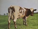 PINK FLOYD/ATOM HEART MOTHER/HARVEST UK '70 NO EMI MINT