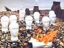 CRESSIDA: Asylum *  VERTIGO SWIRL PROGROCK LP