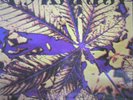 Pyranha LP Epsilon Rare Swiss ORGAN PSYCH FUNK PROG mp3