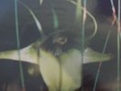 PSYCHIC TV - DREAMS LESS SWEET  2LP SIGNED - COIL/TG