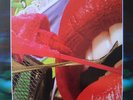 The Rolling Stones Live Licks 3LP