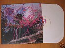 Animal Collective 