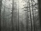 THE CURE a forest 12 INCH 45 RPM 1980 UK