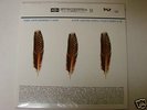 APPLESEED CAST Low Level Owl: Volumes I+II 3xLP SEALED