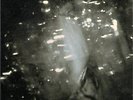 YEAH YEAH YEAHS: IS IS [NEW LTD GATEFOLD 7