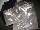AGALLOCH of this oak lp  burzum horna drudkh alcest new