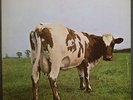 TEFTELLER Pink Floyd Atom Heart Mother Original UK 70's