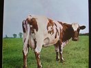 PINK FLOYD - Atom Heart Mother - QUAD - NEAR MINT LP