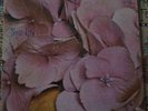 STILL LIFE same VERTIGO SWIRL LP 
