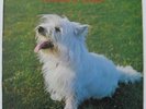KEN HYDER'S TALISKER Dreaming of Glenisia UK jazz WLP