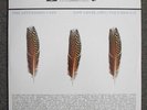 The Appleseed Cast/Low Level Owl:Volumes I & II 3x LP