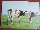 Pink Floyd LP 'Atom Heart Mother' 2 Copies