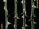 Type o Negative October Rust 180g 2 x lp reissue
