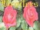 Broilers - Schenk mir eine Blume