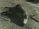 PEARL JAM 1992 FANCLUB HOLIDAY SINGLE - NEW VINYL