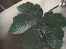 EAST OF EDEN NEW LEAF LP Prog English Gatefold Cover