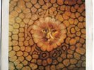 KING CRIMSON - CAT FOOD (PS) - ISLAND