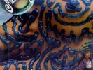 BELLYBUTTON - Jellyfish Lp,1990, Promo