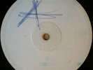 UNKNOWN DUB LP obscure BLANK PRE listen