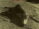 PEARL JAM  Who Killed Bambi USA 7