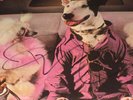 SUCCESS HASNT SPOILED ME YET SIGNED BY RICK SPRINGFIELD