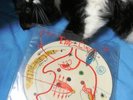 The Cure Rare Caterpillar Picture DiscFICSP20 Rob Smith